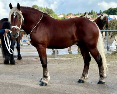 Cheval comtois, attelage 