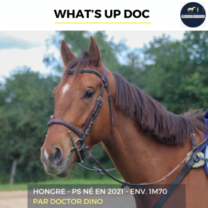 What's up doc - ps - 4 ans