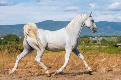 Très joli hongre lipizzan 11 ans dressage loisir
