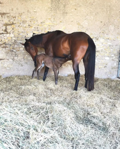 Poulinière sf 6 ans