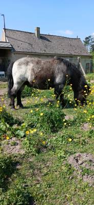 Adorable petit poney très affectueux