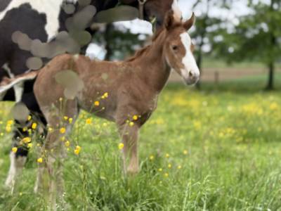Pouliche paint horse de performance 