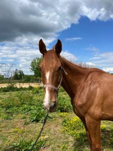 Cheval de club réforme