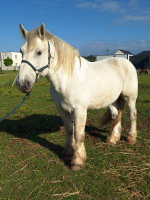Cheval de trait