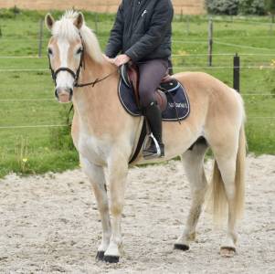 Joli haflinger