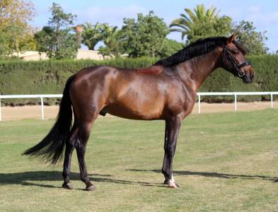 Hongre pur sang espagnol de 7 ans - 1.73m