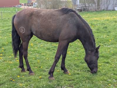 Jument  pouliche pre pure race espagnol 3 ans