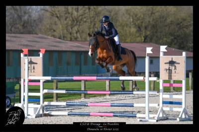 Poney de sport à louer as2/as1