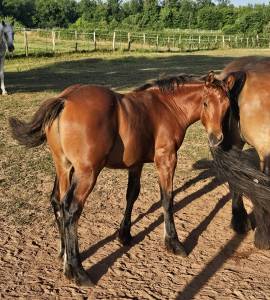Poulain demi-trait / demi-sang arabe 2025  arabo-auxois