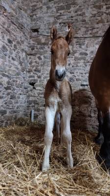 Poulain demi-trait / demi-sang arabe 2025 arabo-auxois
