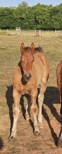 Poulain demi-trait / demi-sang arabe 2025  arabo-auxois