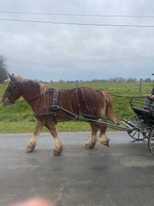 Jument de trait breton