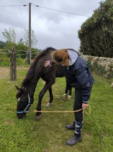 Cheval de loisirs, ancien trotteur de course,