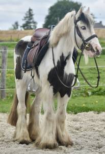 Merrie Bekend ras Te koop 2013 Bont