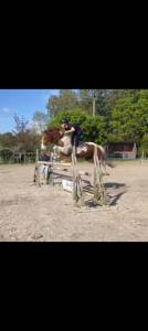 Hongre de 5ans pie