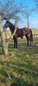 Castrone trottatore belga