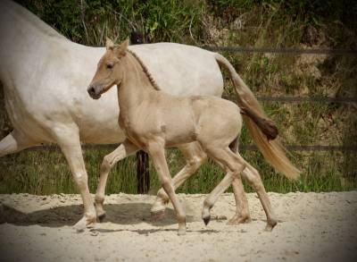 Pouliche espagnole double pearl