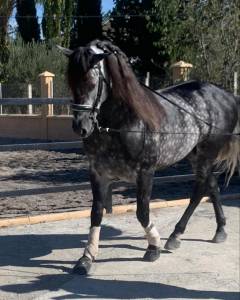 Andaluz p.r.e. tordo rodado.