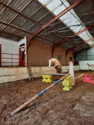 Poney oc, 3 ans, palomino