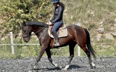 Top jument cce/cso selle francais