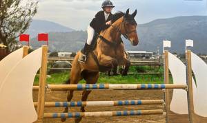 A vendre epsom - hongre de 11 ans
