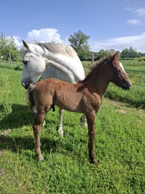 A vendre poulain pfs