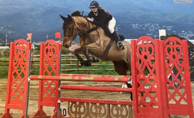 A vendre epsom- hongre de 11 ans 