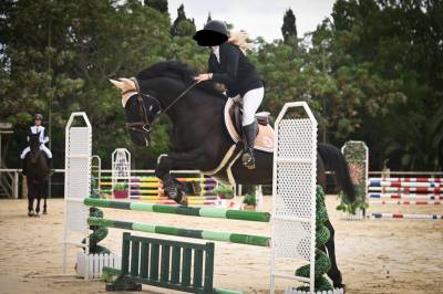 Cheval polyvalent de 10 ans 