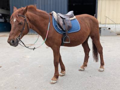 Vente poney loisir