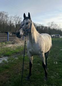 Cheval pour toute activité