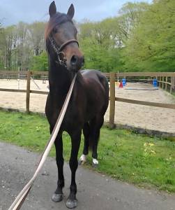 Poney pfs