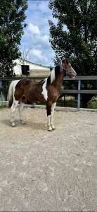 Pouliche 1 an 