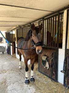 Cavalla da dressage 8 anni livello f