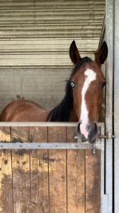 Belle jument quarter horse 2020