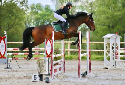 Cheval de cso hongre 7 ans