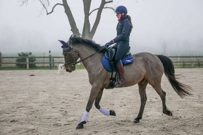 Demi pension cheval dressage