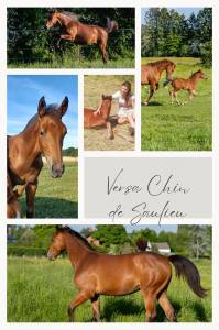 Versa chin de saulieu z - jument de 3 ans à vendre