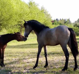 Mâle 2024 connemara part bred