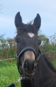 Mâle 2023 connemara part bred