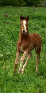 Mâle 2024 welsh part bred sport