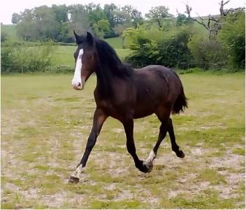 Mâle 2024 poney français de selle