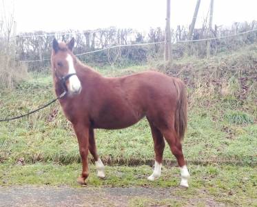 Ponette 2023 welsh part bred sport