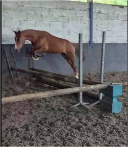 Ponette 2023 welsh part bred sport