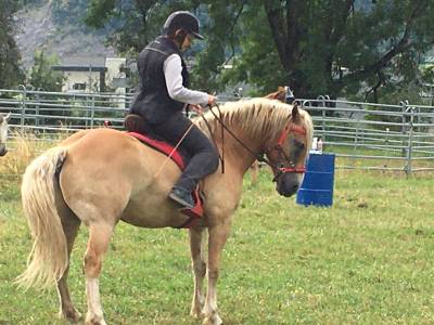 Hongre haflinger 12 ans 150 cm