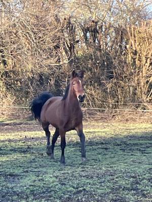 Très chic pouliche welsh cob