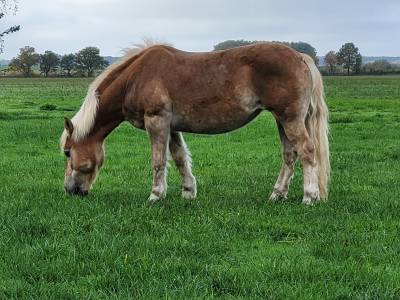 Donne jument haflinger