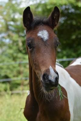 Mâle welsh part-bred 