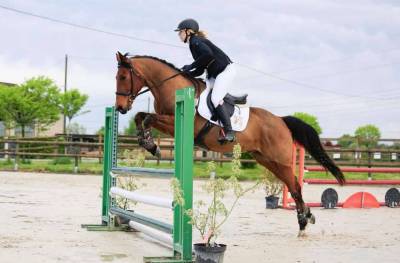 Hongre 8 ans pour cso ( possible 110 - 120  )