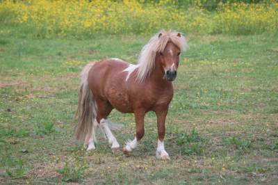 Pension shetland