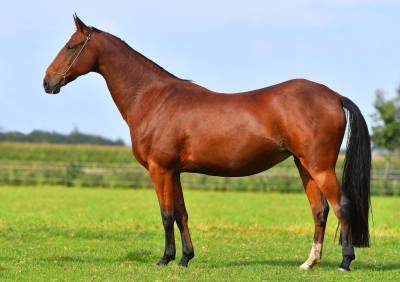 Vends pouliniére akhal teke